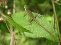 Picture Title - Shy gecko