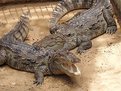 Picture Title - ~crocodiles~ 