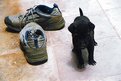 Picture Title - Doggy Shoes