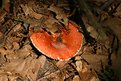Picture Title - The Red One