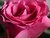 The Rose 
