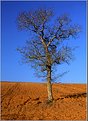 Picture Title - Winter Tree