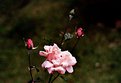 Picture Title - lifetime of any rose