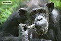 Picture Title -  Wondering chimpanzee