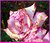 Pink Flower
