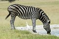 Picture Title - I'm thirsty