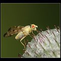 Picture Title - fly