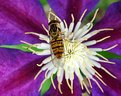 Picture Title - Hover fly