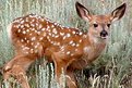 Picture Title - Mule Deer Fawn