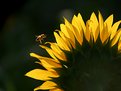 Picture Title - Sunflower and Bee