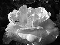 Picture Title - Shadowed Rose