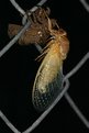 Picture Title - Cicada