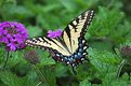 Picture Title - butterfly at Longwood