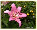 Picture Title - Garden Lily