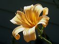 Picture Title - Daylily #1