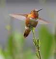 Picture Title - Ready for Take-Off