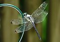 Picture Title - Dragon Fly