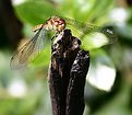 Picture Title - dragonfly 4