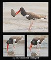 Picture Title - Oystercatchers Delight
