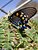 Pipevine Swallowtail #2