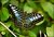Banded Purple Wing