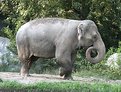 Picture Title - Elephant