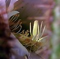 Picture Title - Life Blooms, Ends, Begins