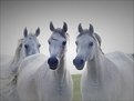 Picture Title - Tres Hombres