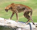 Picture Title - Cheetah Too (2)