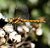 dragonfly 5