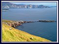 Picture Title - Cliffs and Sheeps, Achill island