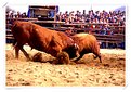 Picture Title - Bullfighting