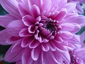 Picture Title - Chrysanthemum2