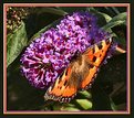 Picture Title - Aglais Urticae.  (Kleine Vos)