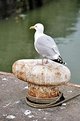 Picture Title - Seagul 2