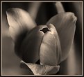 Tulip in Sepia