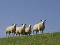 Picture Title - Curiuos sheep