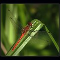 Picture Title - red dragonfly