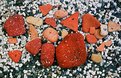 Picture Title - red on gravel