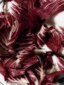 Picture Title - Natural abstract: radicchio