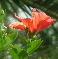 Picture Title - Hibiscus in the sun