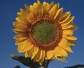 Picture Title - Sunflower