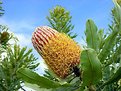 Picture Title - Protea flower