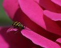 Picture Title - Munching Bug