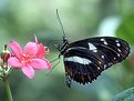 Picture Title - Butterfly I