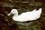 white duck