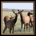 Picture Title - elks