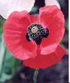 Picture Title - poppy too