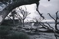 Picture Title - Driftwood Beach