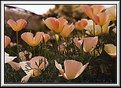 Picture Title - Poppies